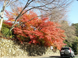 龍安寺の駐車場から見られるすばらしい紅葉