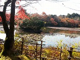 大きな池に色づいた落ち葉があり、周りの紅葉が映り込んで何とも言えない景色