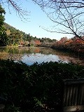 池の周りをゆっくり歩いて､反対側から見た景色、青空と紅葉と渡り鳥の声が調和している