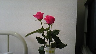 母の枕元に赤いバラの花があって