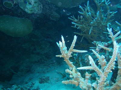 サンゴの間に半透明のアカメハゼが写っていた