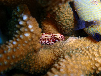 サンゴの中に身を潜めているオオアカホシサンゴガニ