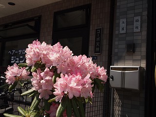 民家の前の小さな花壇で咲くピンクの大輪の花