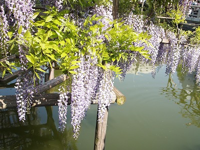 池の上に垂れ下がって美しく咲く藤の花