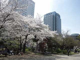 錦糸町公園の満開の桜と私のマンション